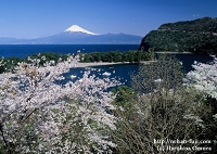 桜港