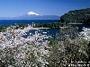 桜港